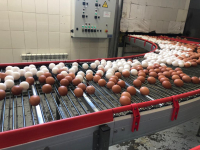 Перейти к новости Край увеличивает производство куриного яйца