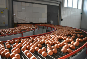 Рост зарплат и качества продукции получила хабаровская птицефабрика от участия в нацпроекте 