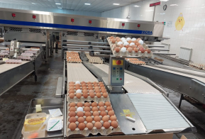 Рост зарплат и качества продукции получила хабаровская птицефабрика от участия в нацпроекте 