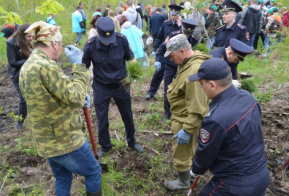 Свыше 6 тысяч молодых деревьев высадили в крае в рамках акции 